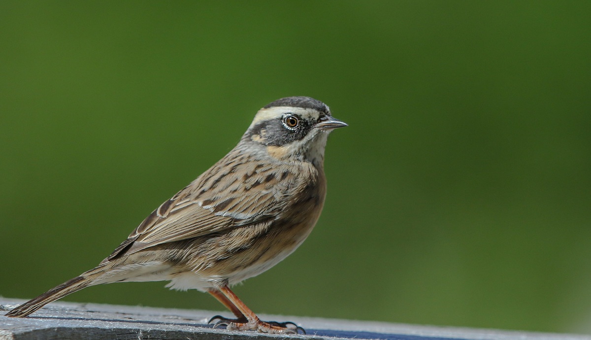 Sürmeli dağbülbülü