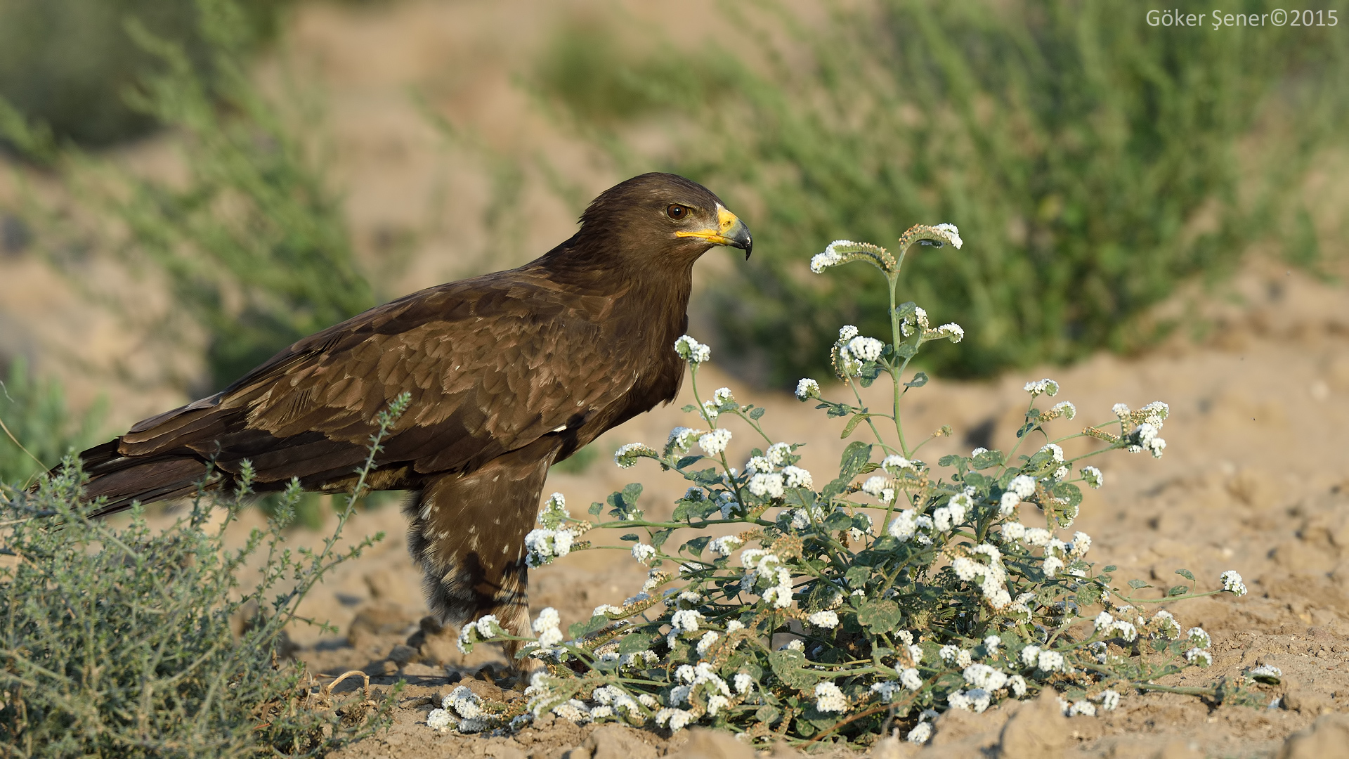 Küçük orman kartalı