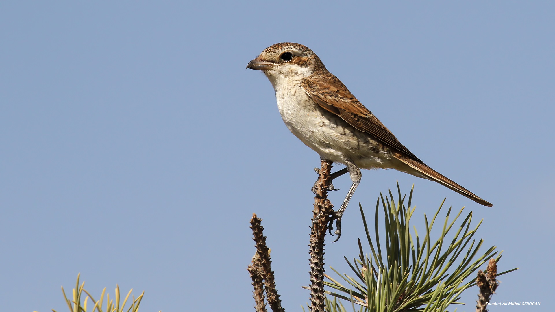 Kızılsırtlı örümcekkuşu » Red-backed Shrike » Lanius collurio