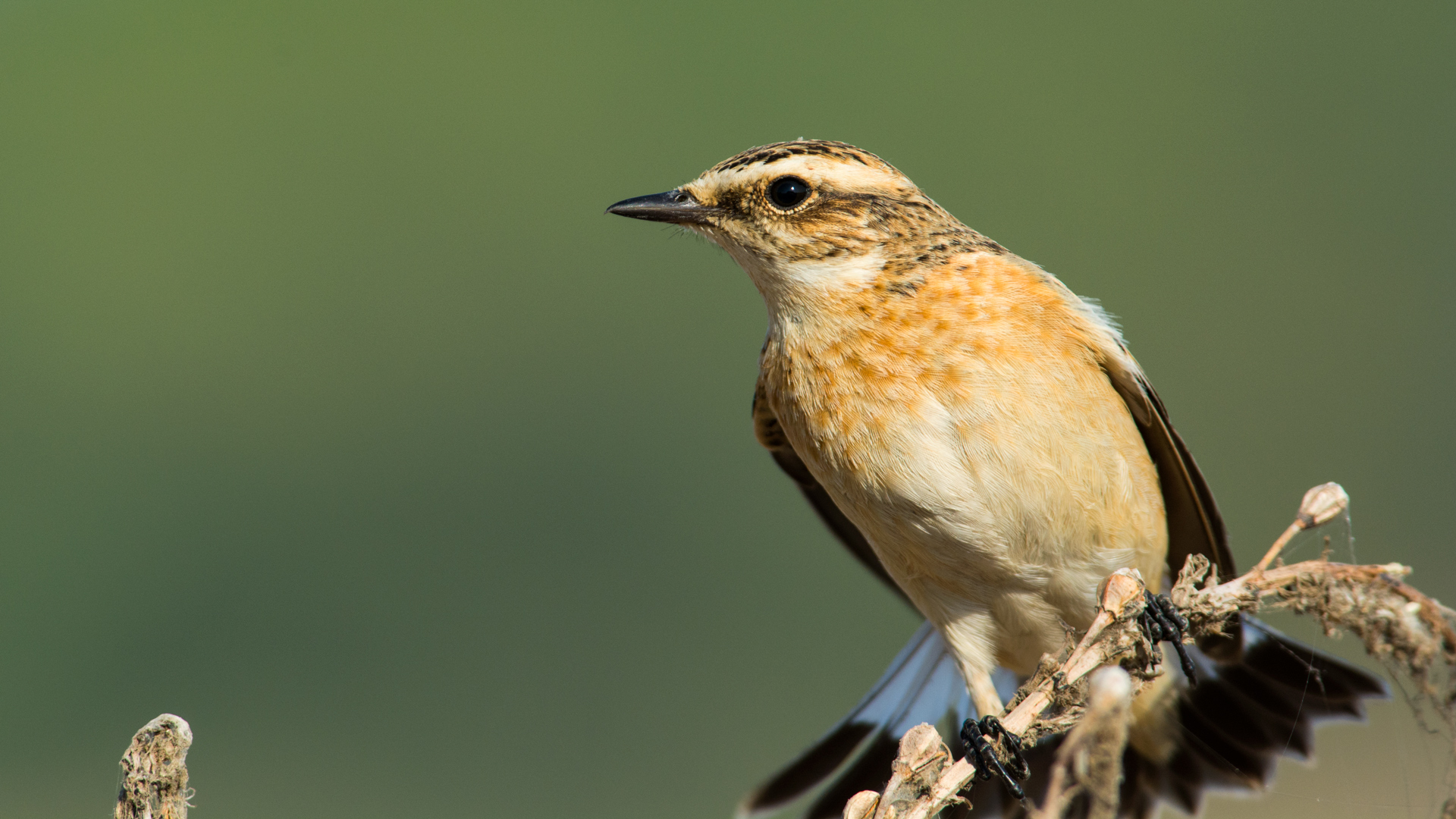 Çayır taşkuşu » Whinchat » Saxicola rubetra
