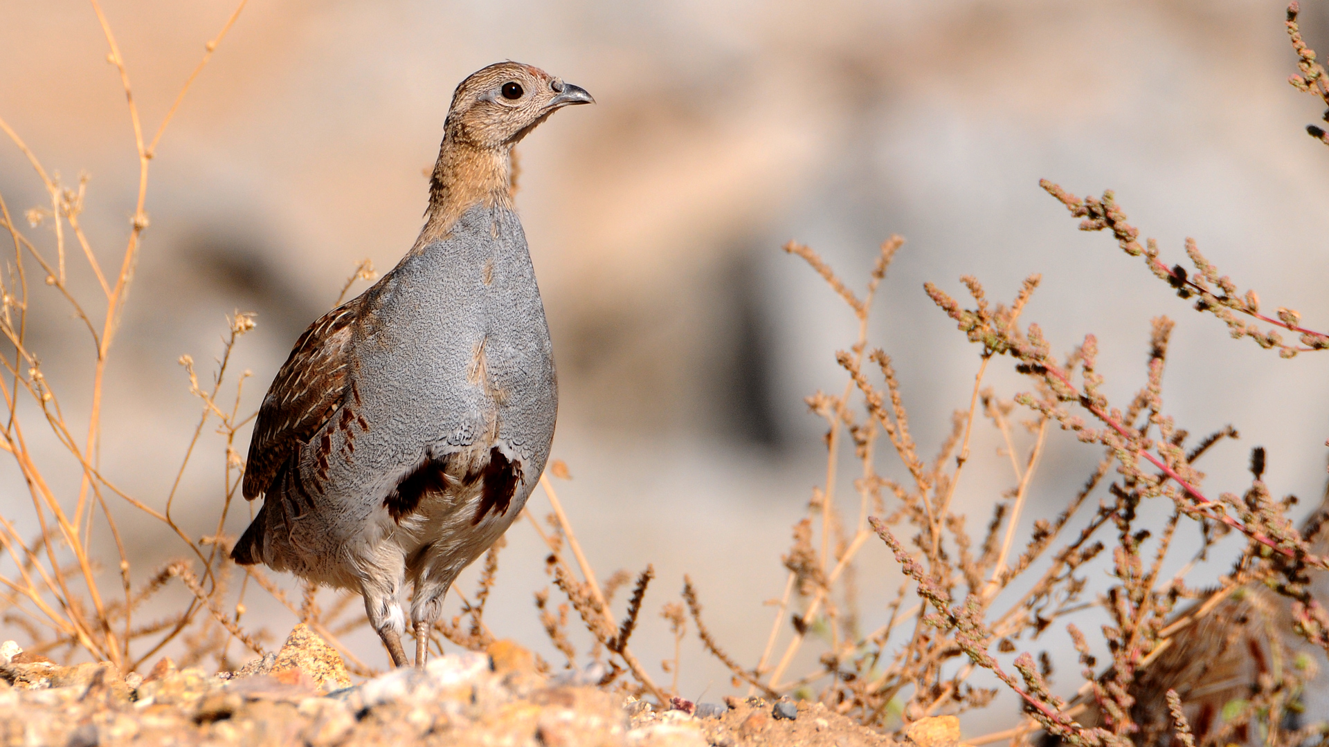 Çilkeklik » Grey Partridge » Perdix perdix