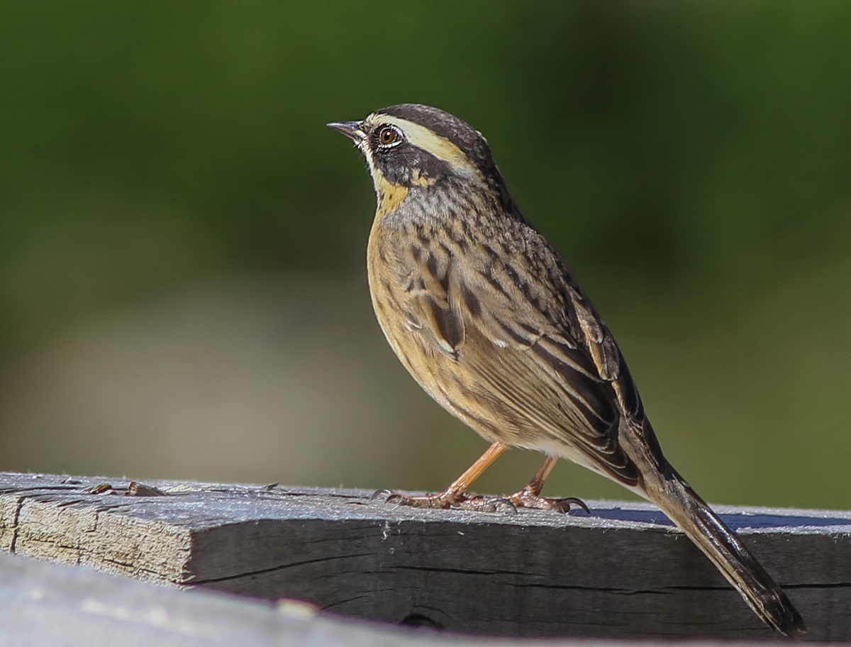 Sürmeli dağbülbülü