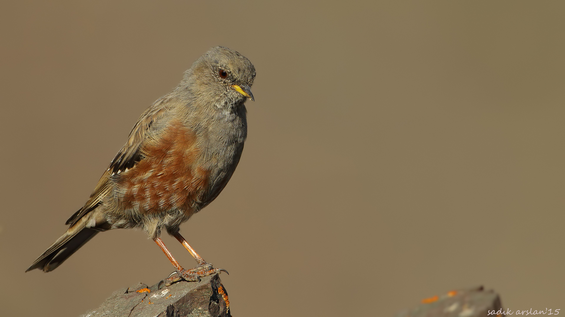 Büyük dağbülbülü