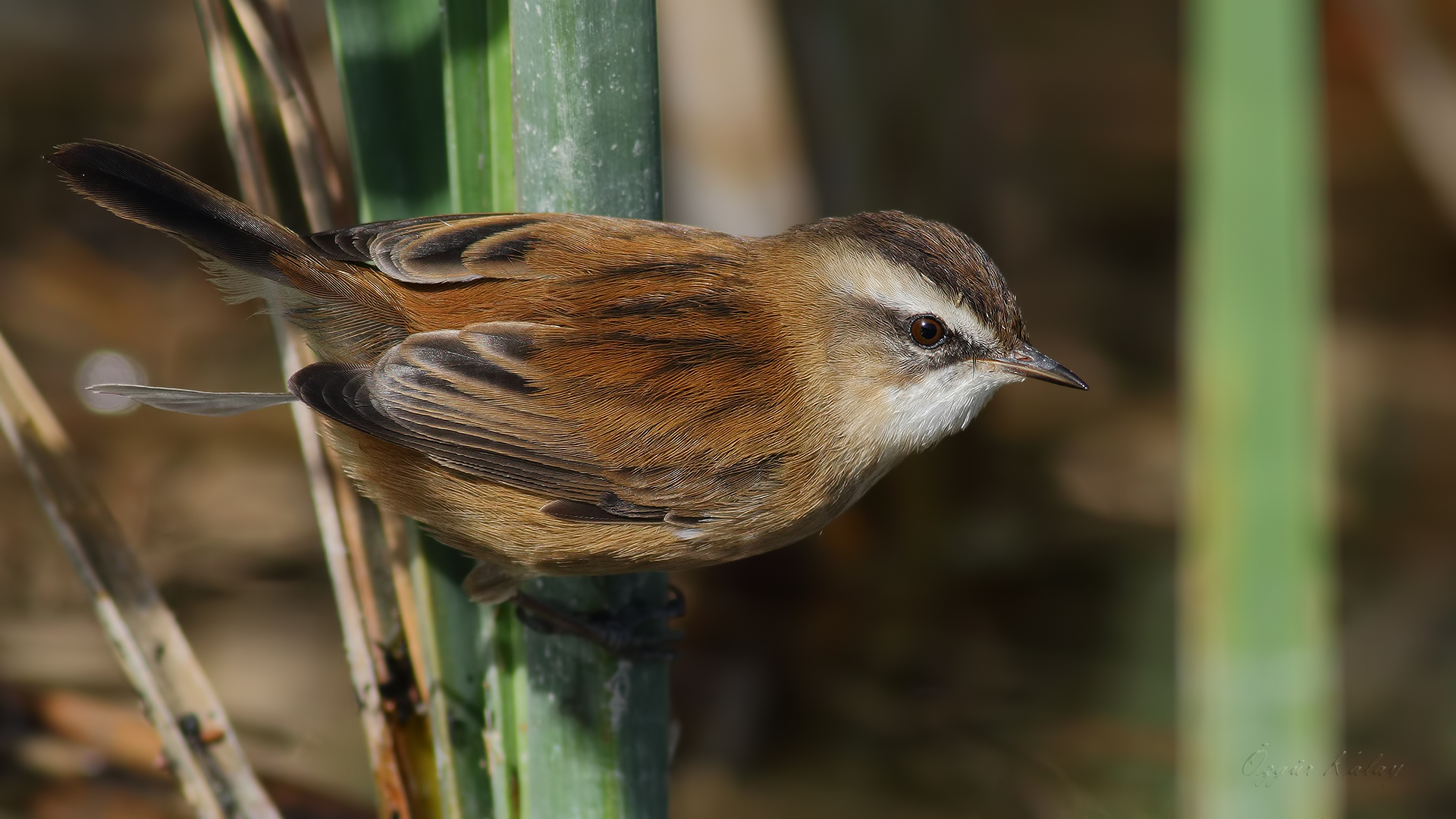 Bıyıklı kamışçın