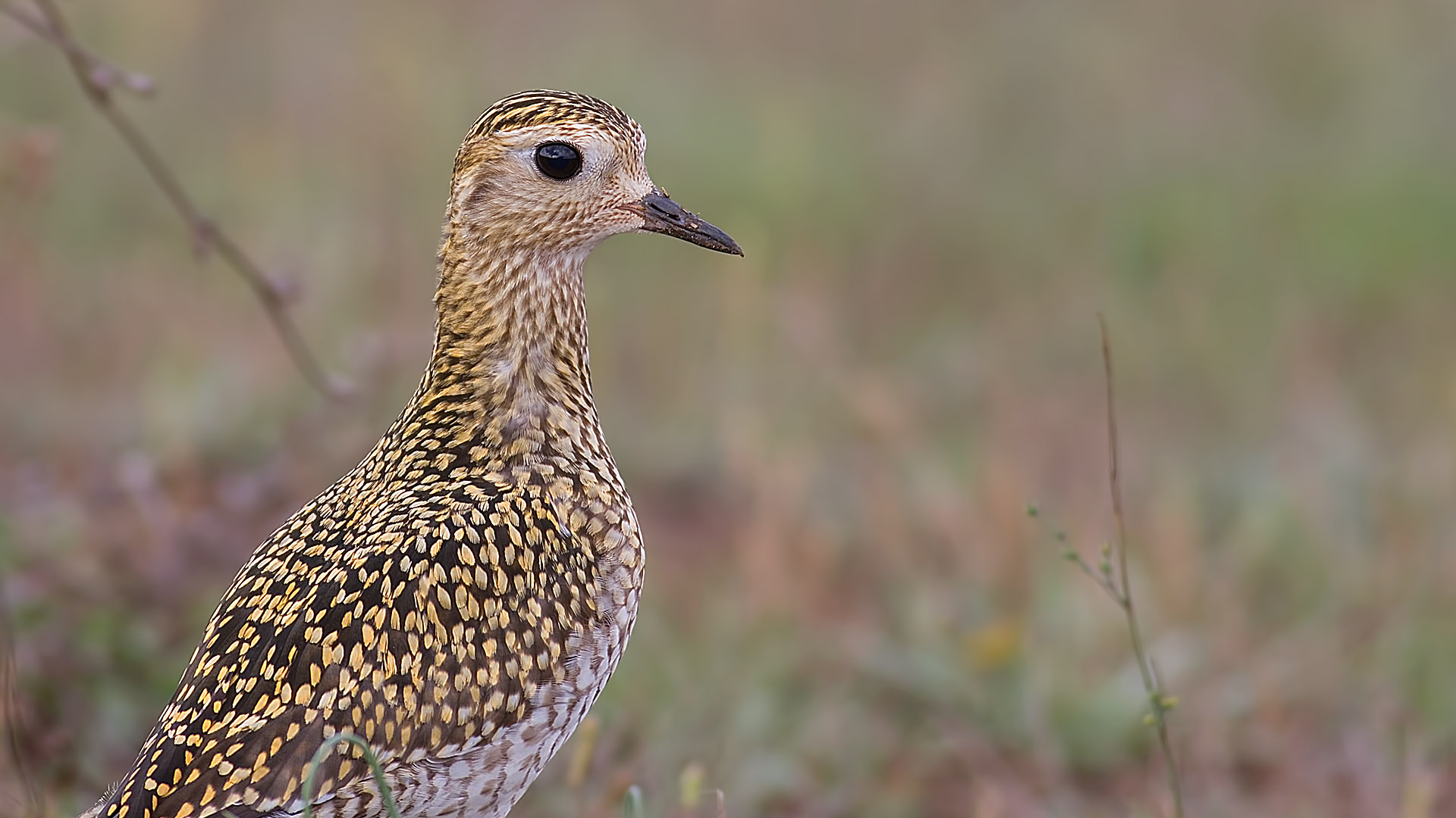 Altın yağmurcun » European Golden Plover » Pluvialis apricaria