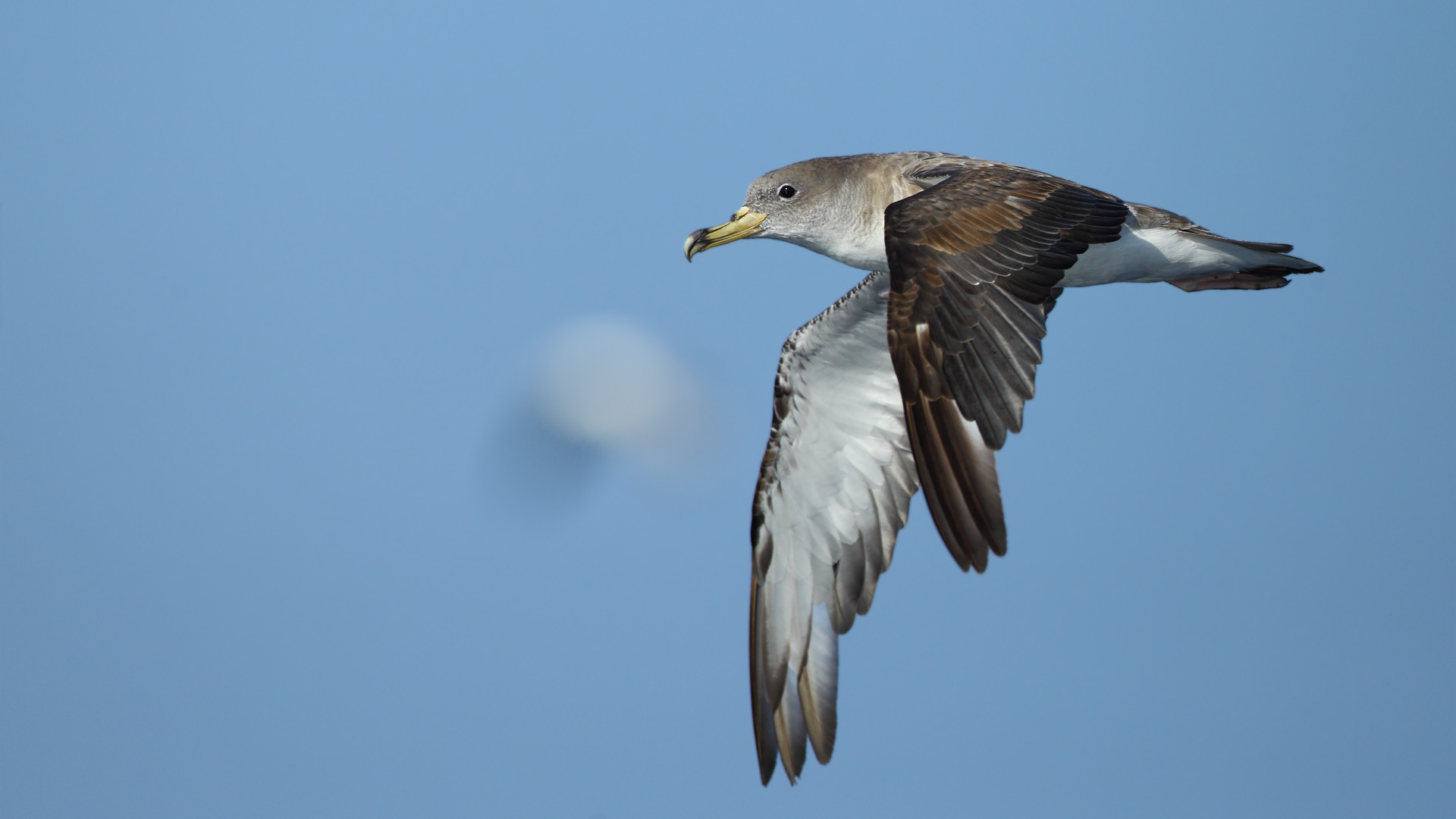 Boz yelkovan » Scopoli`s Shearwater » Calonectris diomedea 