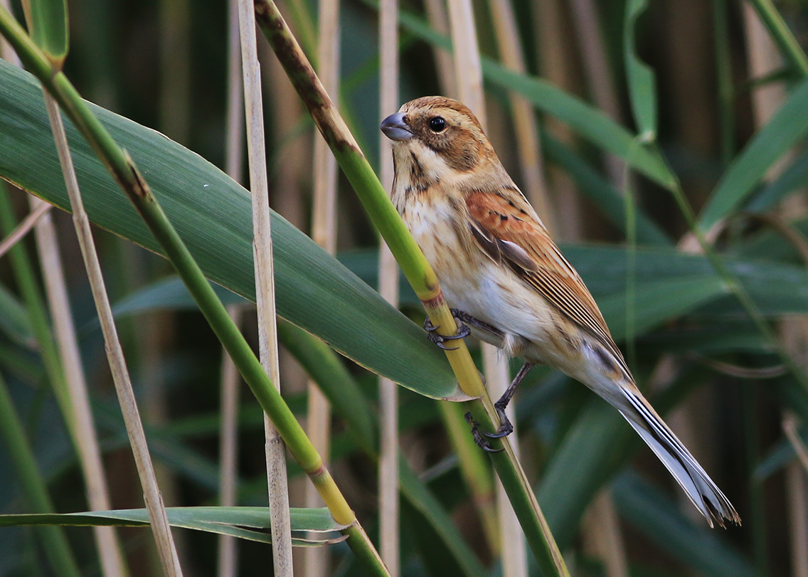 Bataklık Kirazkuşu