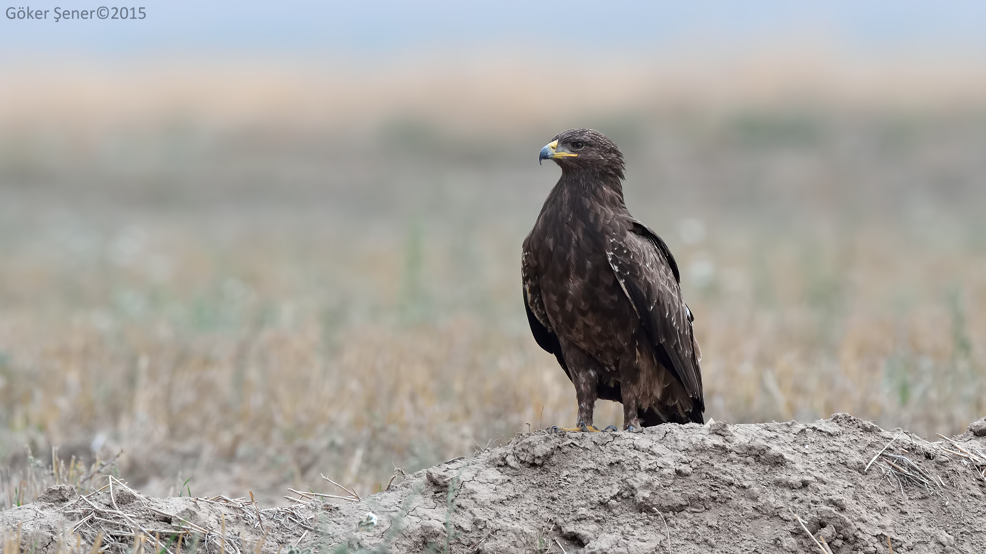Küçük orman kartalı