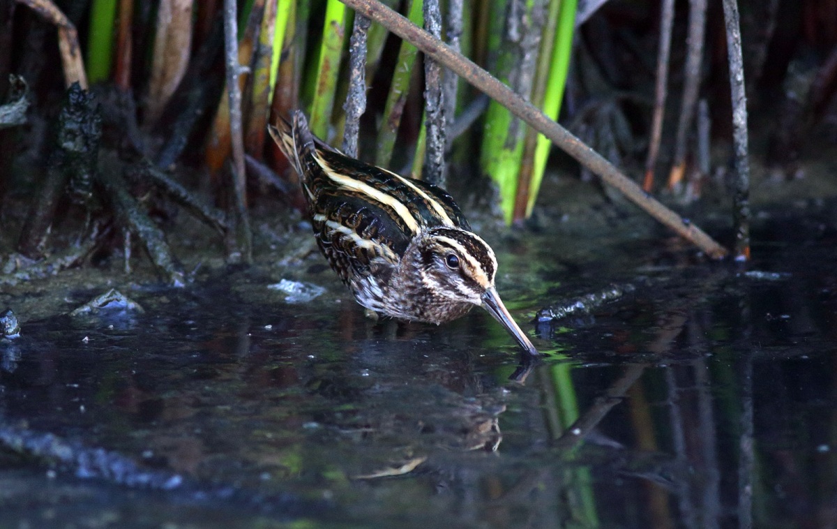 Küçük suçulluğu