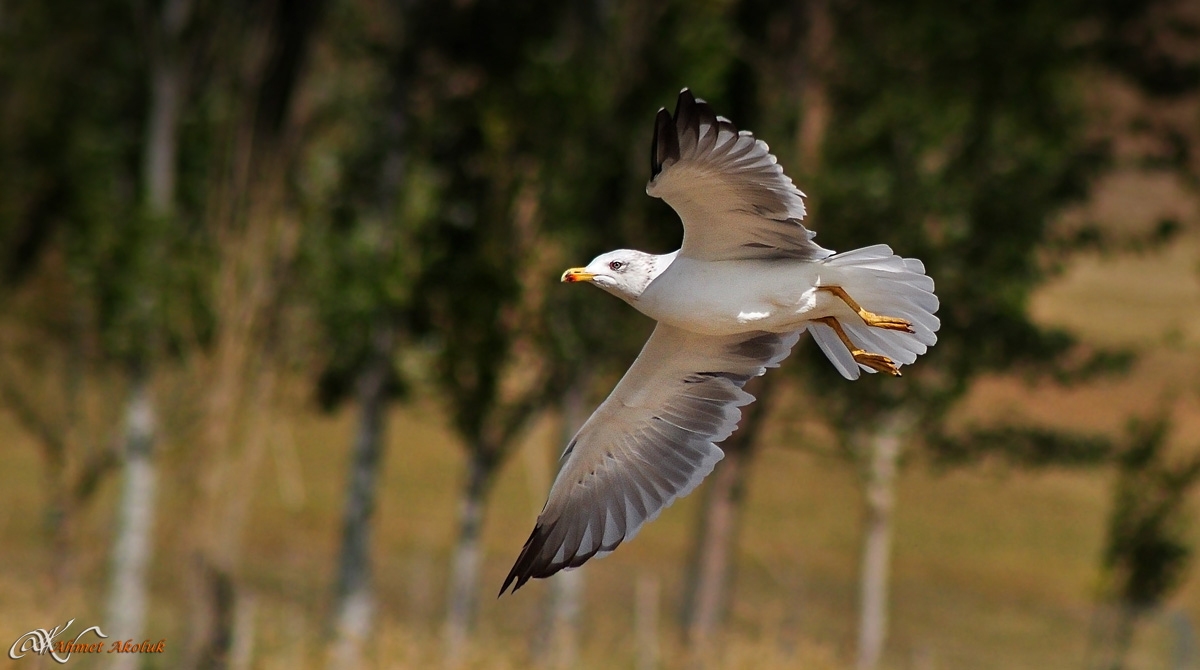 Van gölü martısı
