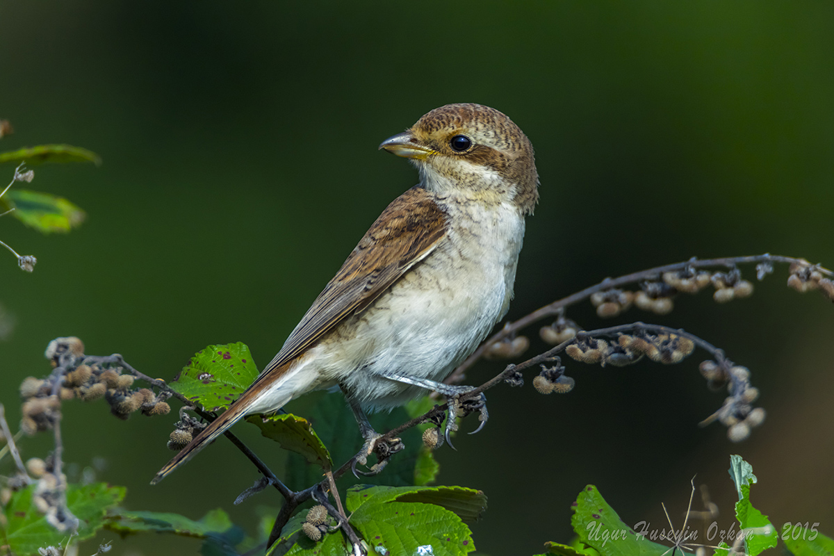 Kızılsırtlı örümcekkuşu