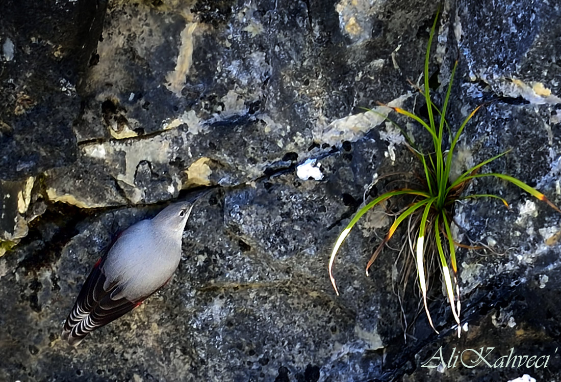 Duvar tırmaşıkkuşu