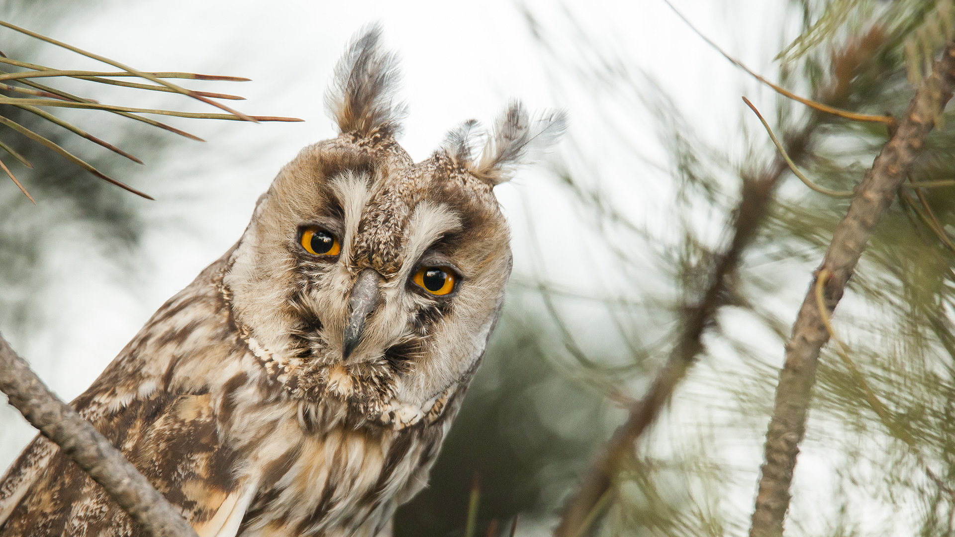 Kulaklı orman baykuşu » Long-eared Owl » Asio otus
