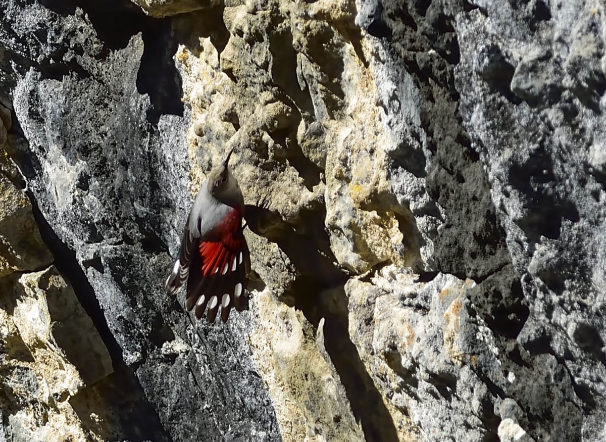 Duvar tırmaşıkkuşu