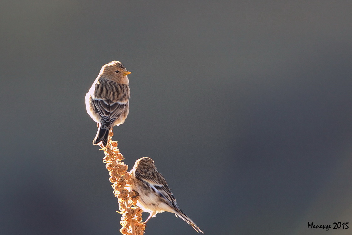 Sarıgagalı ketenkuşu