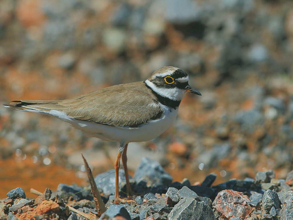 Halkalı küçük cılıbıt