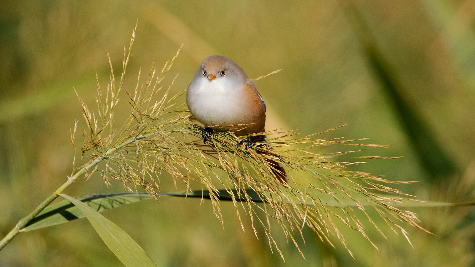 Bıyıklı baştankara » Bearded Reedling » Panurus biarmicus