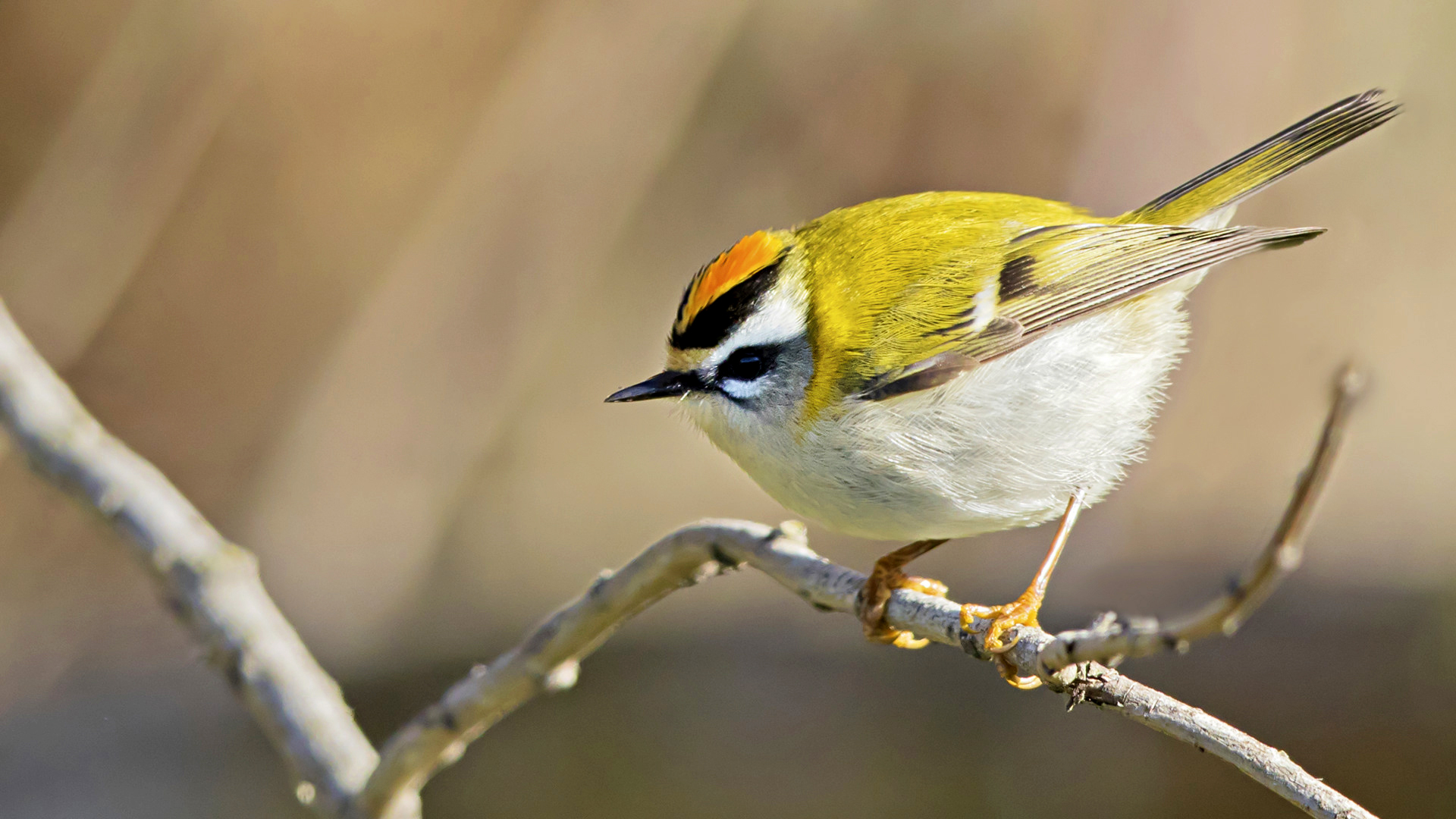 Sürmeli çalıkuşu