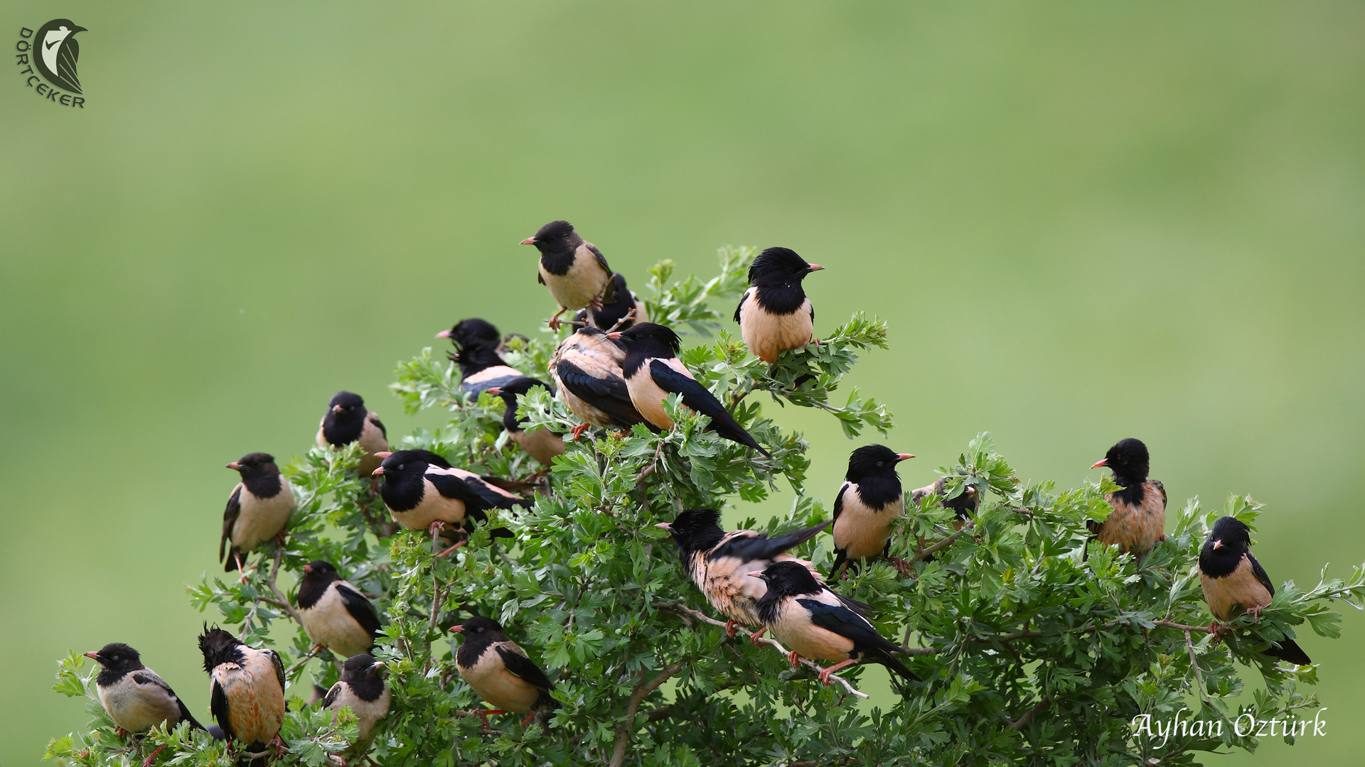 Alasığırcık » Rosy Starling » Pastor roseus