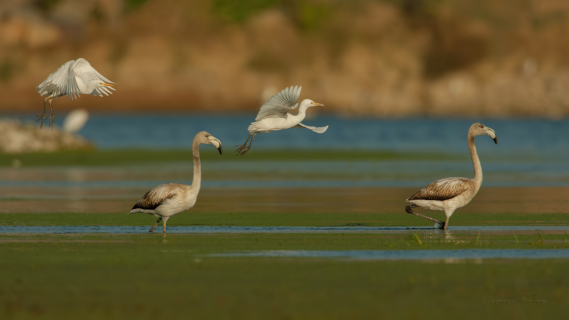 Sığır balıkçılı
