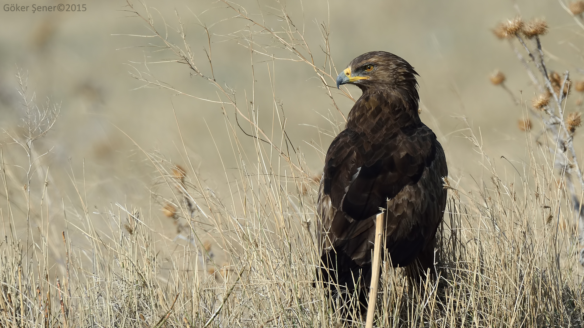 Küçük orman kartalı