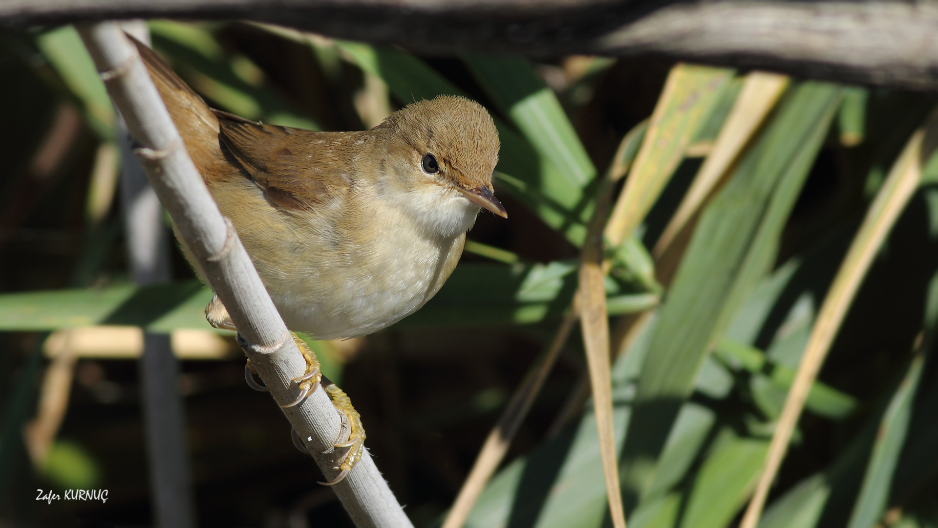 Çalı kamışçını