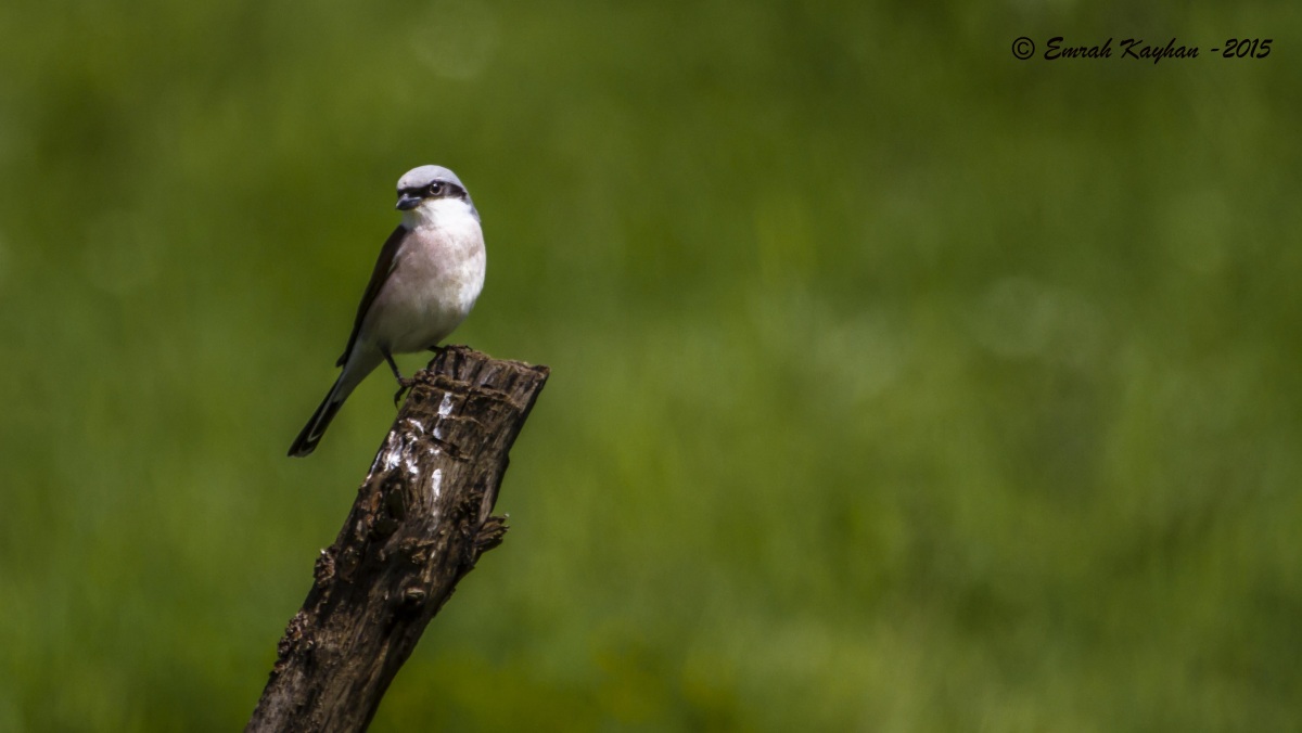 Kızılsırtlı örümcekkuşu