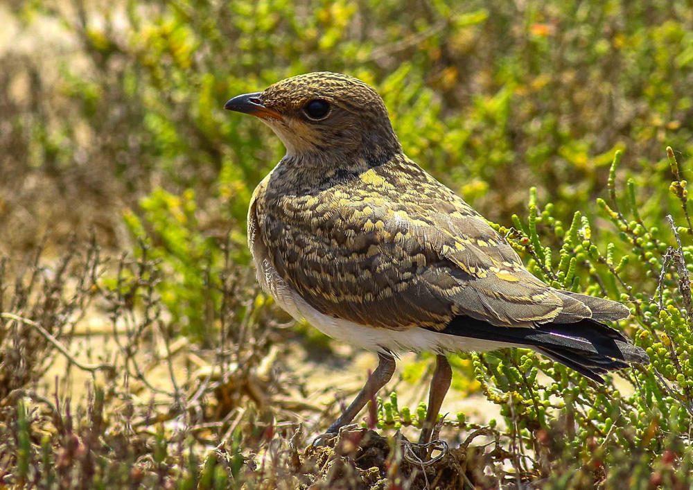 Bataklıkkırlangıcı