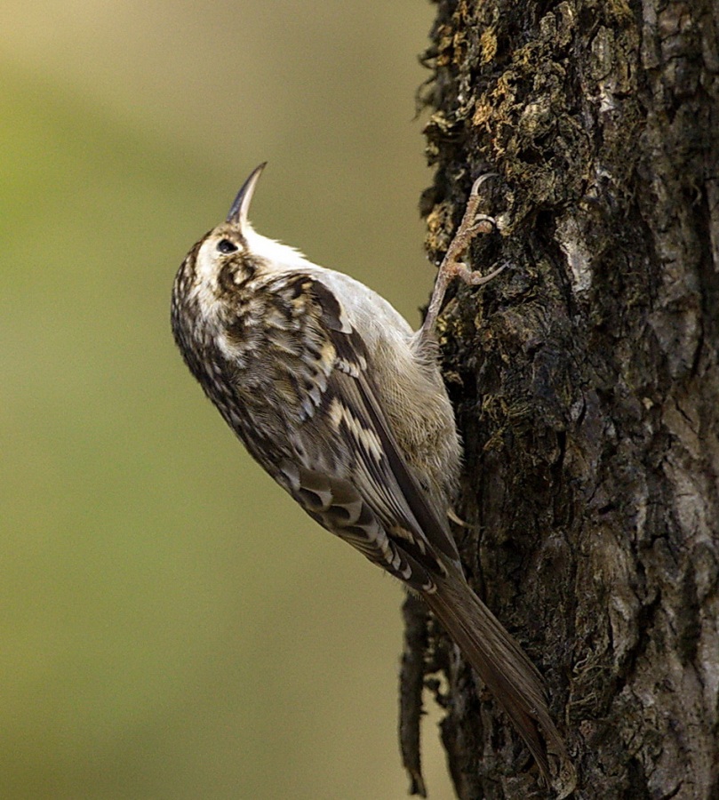 Bahçe tırmaşıkkuşu