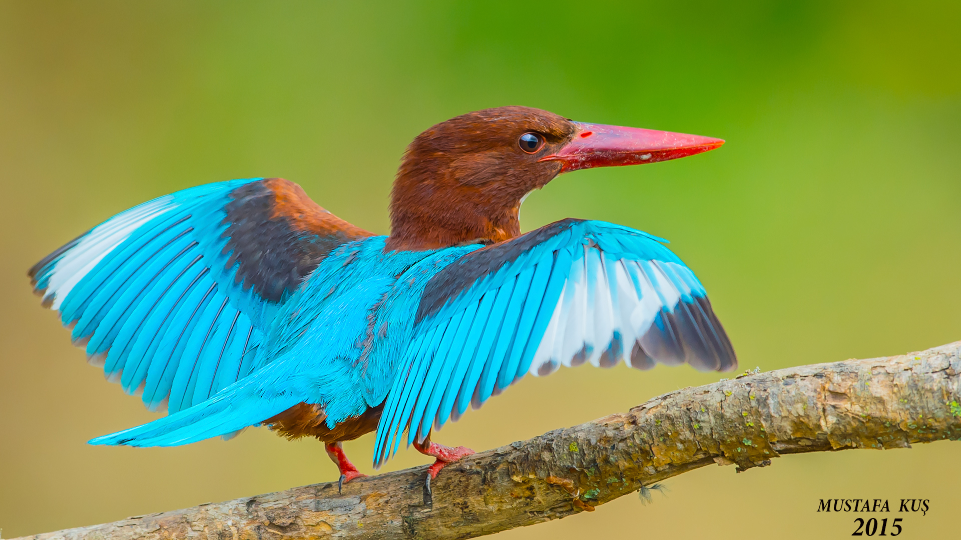 İzmir yalıçapkını