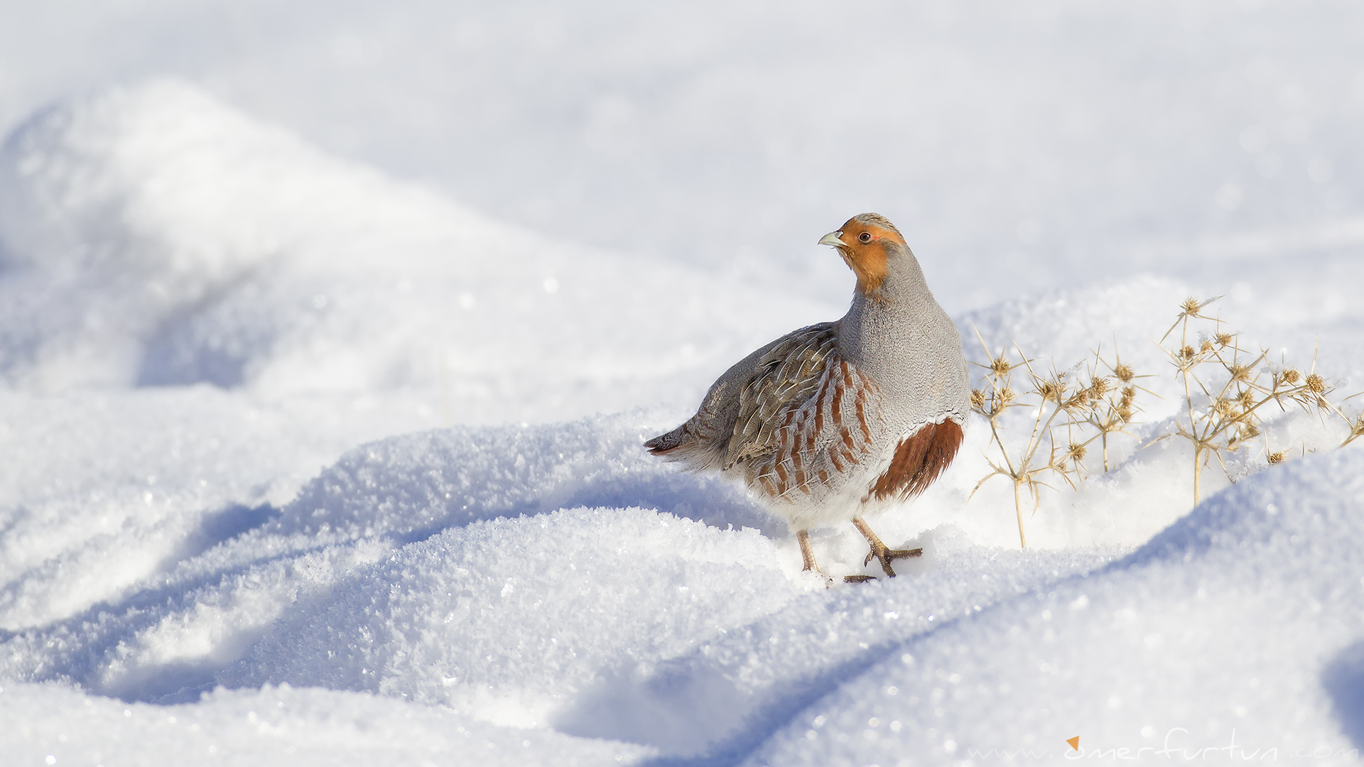 Çilkeklik » Grey Partridge » Perdix perdix