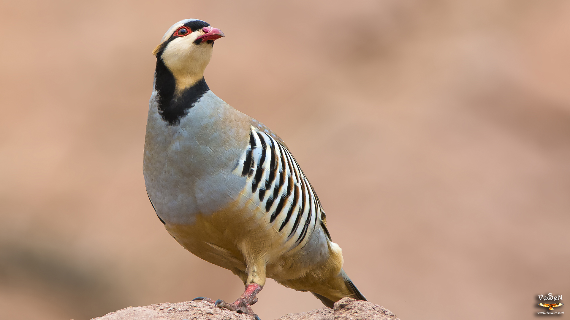 Kınalı keklik » Chukar Partridge » Alectoris chukar