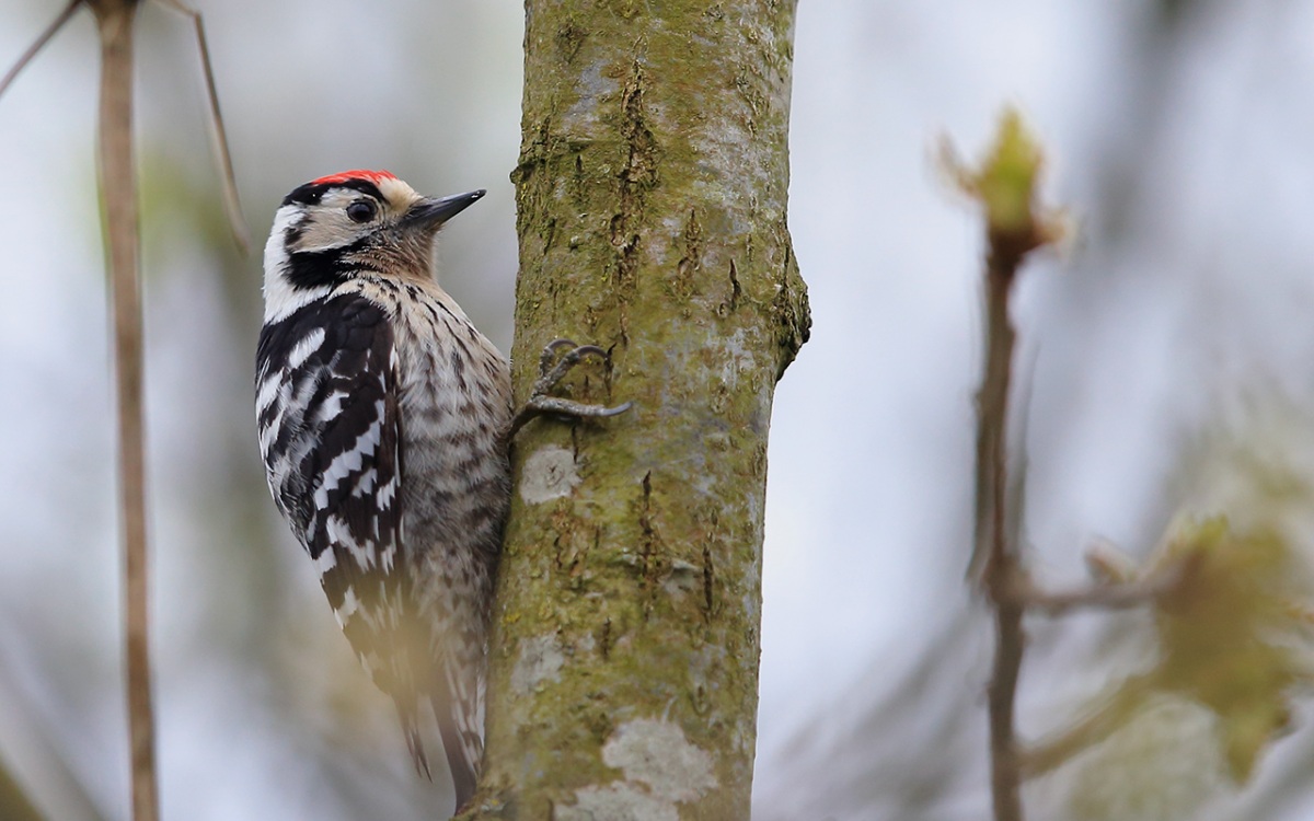 Küçük ağaçkakan