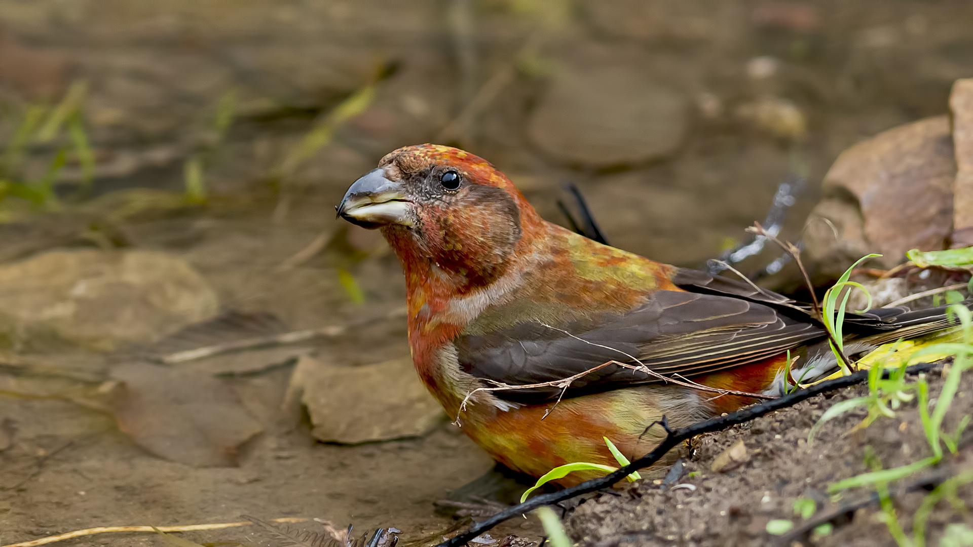 Çaprazgaga » Red Crossbill » Loxia curvirostra