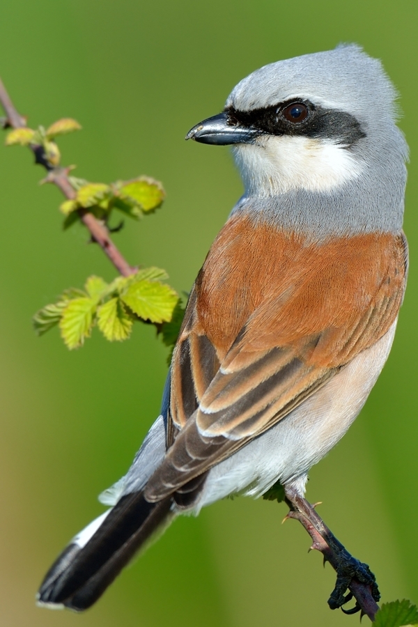 Kızılsırtlı örümcekkuşu