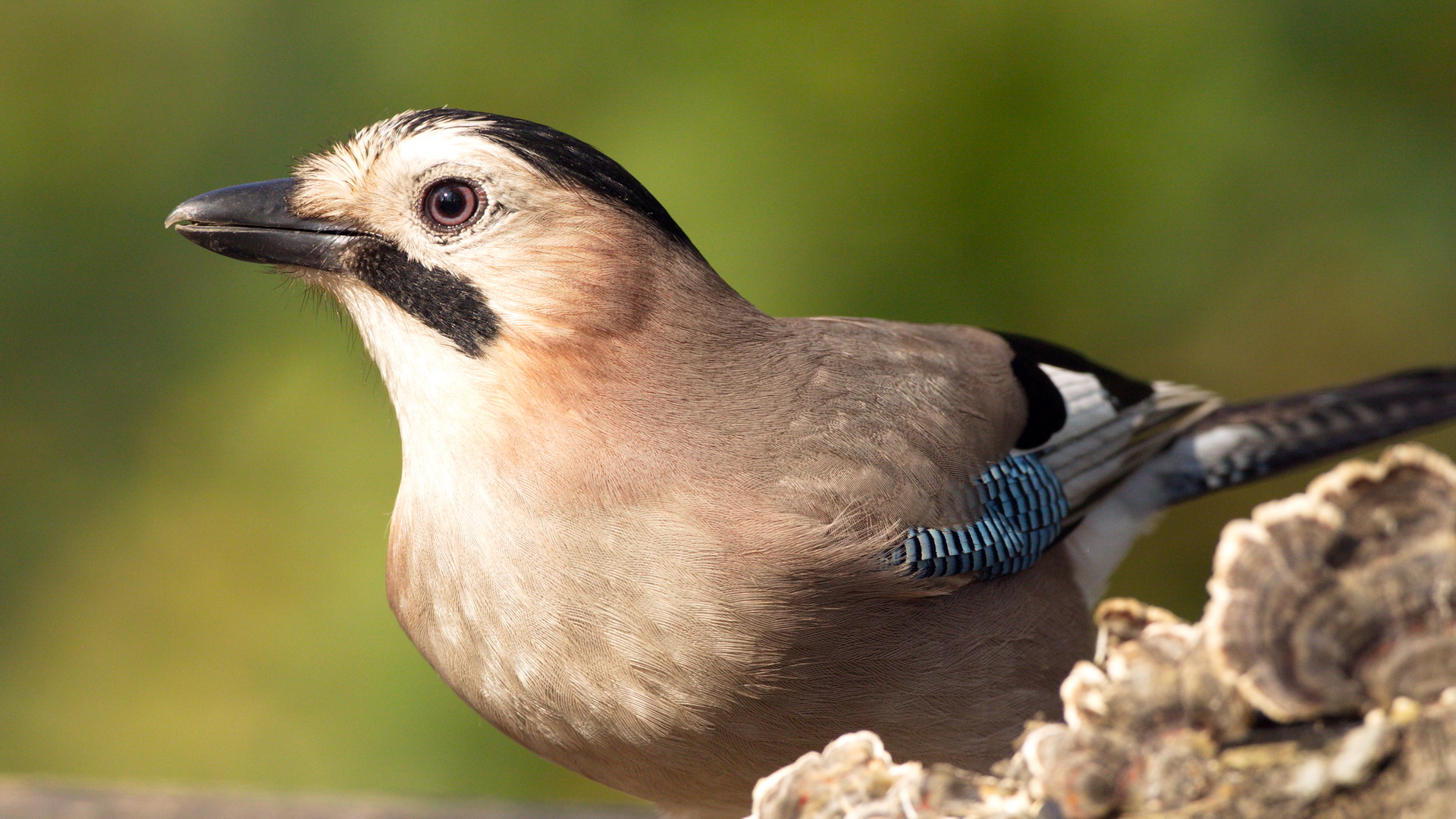 Alakarga » Eurasian Jay » Garrulus glandarius