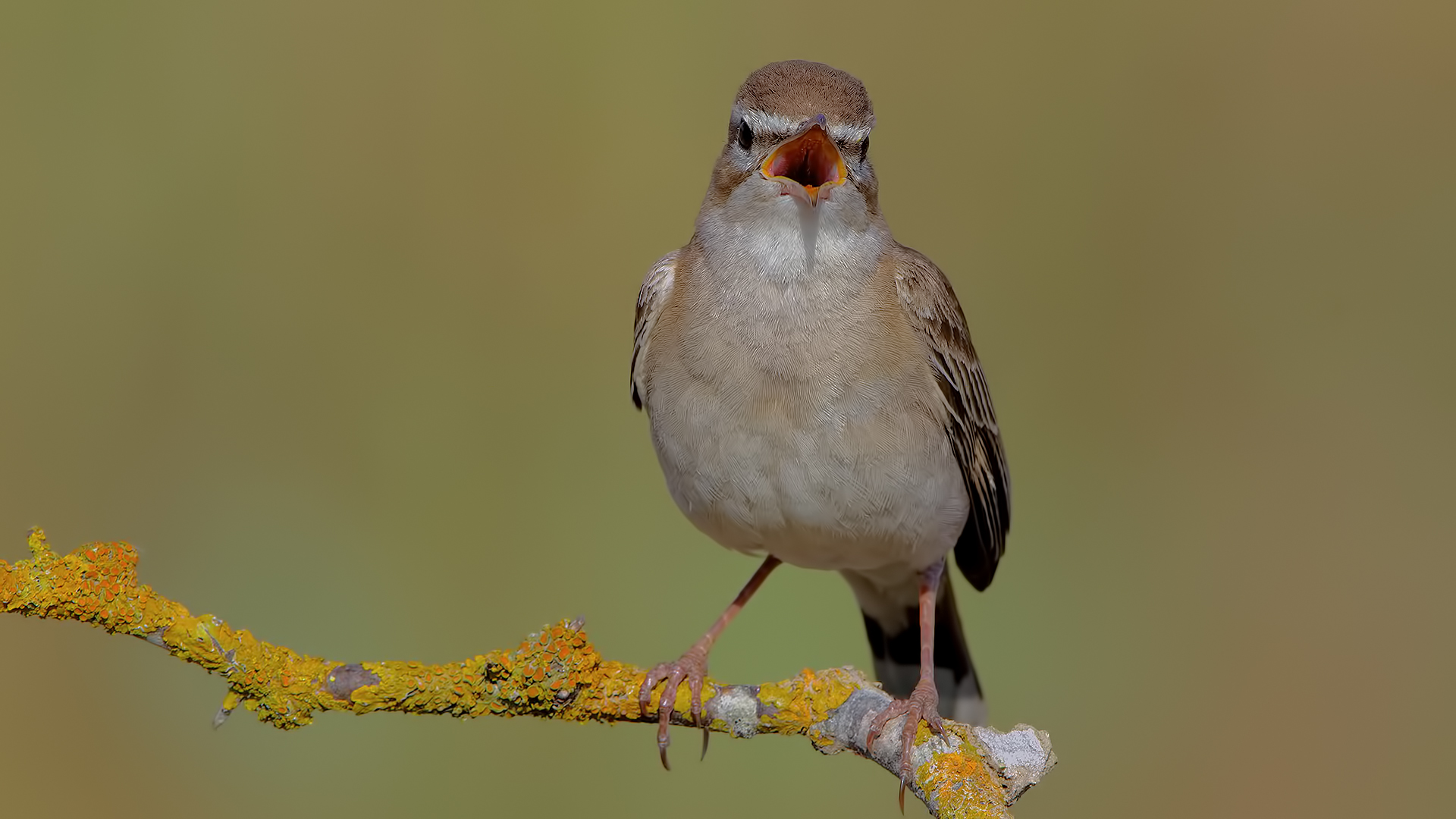 Çalıbülbülü » Rufous-tailed Scrub Robin » Cercotrichas galactotes