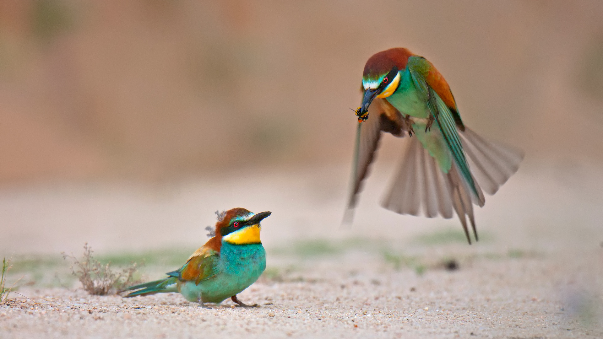 Arıkuşu » European Bee-eater » Merops apiaster