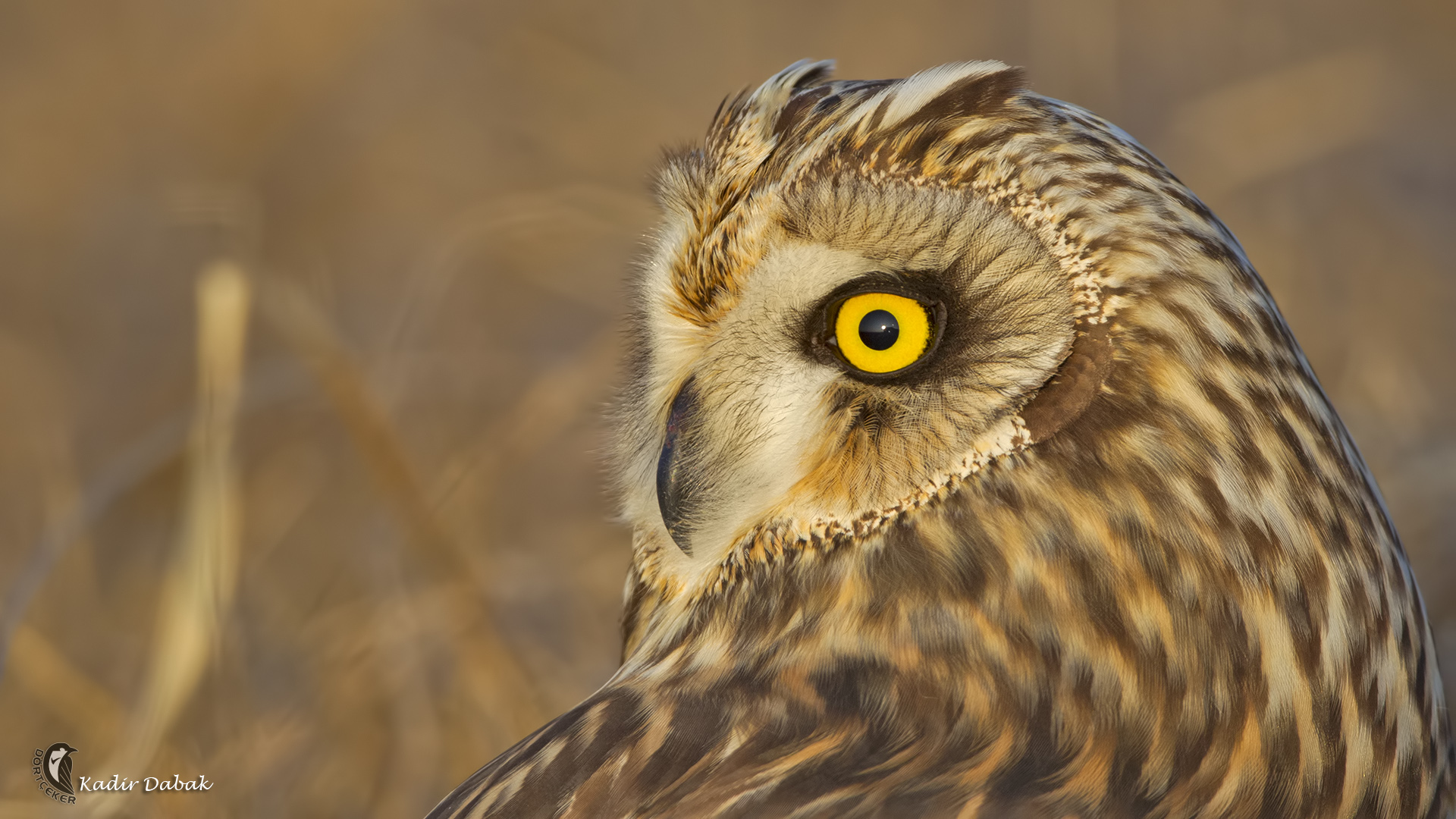 Kır baykuşu » Short-eared Owl » Asio flammeus