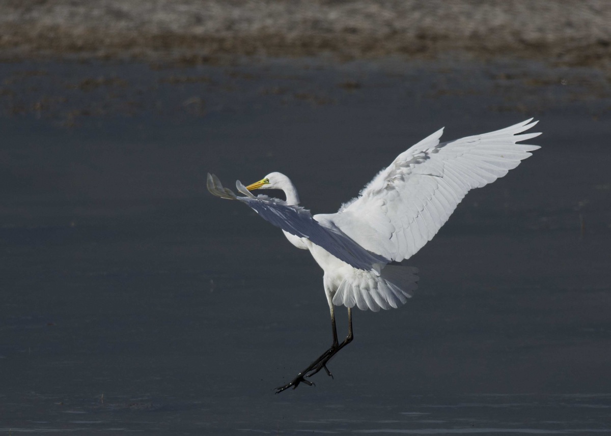 Büyük ak balıkçıl
