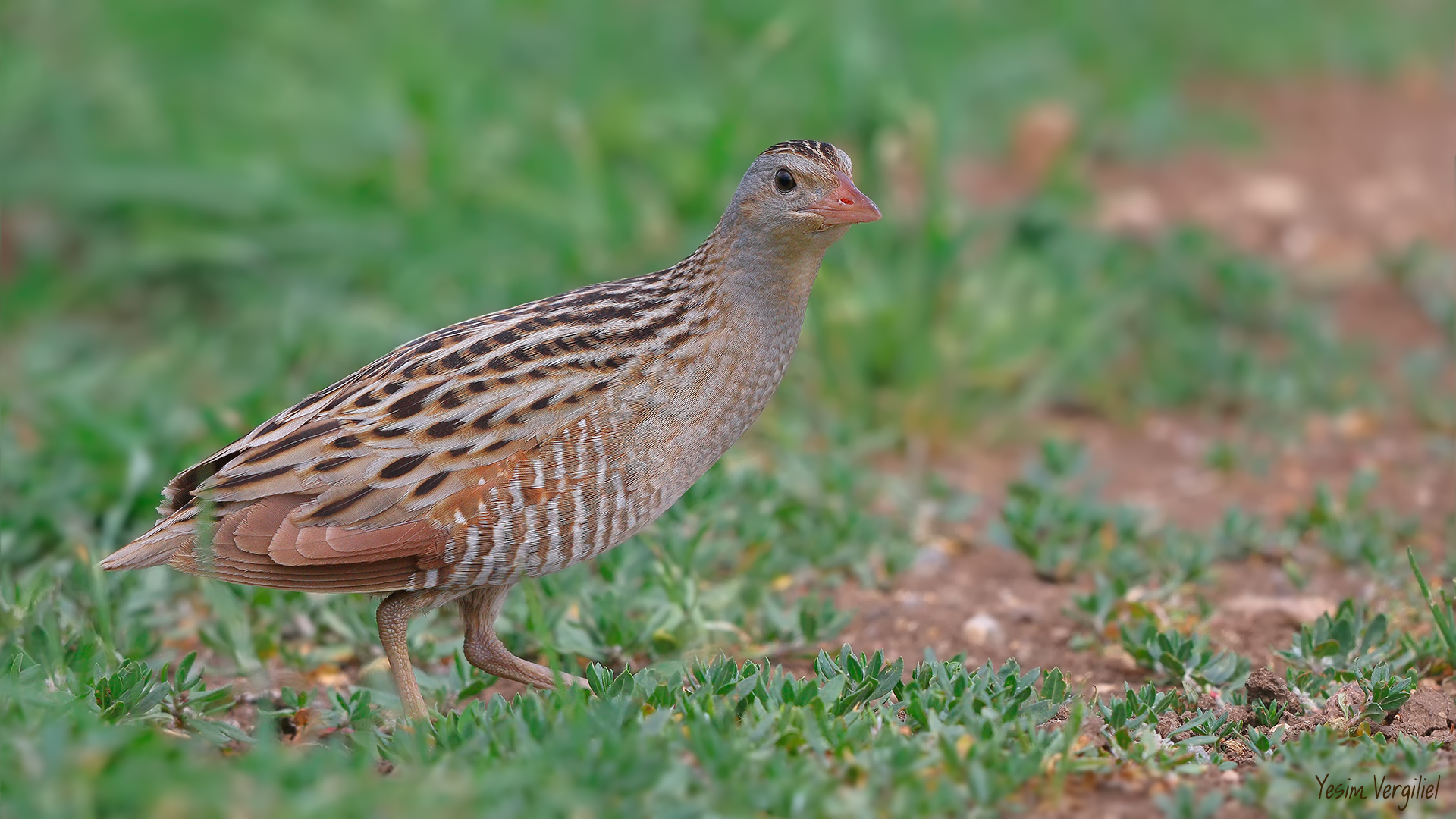 Bıldırcınkılavuzu » Corn Crake » Crex crex