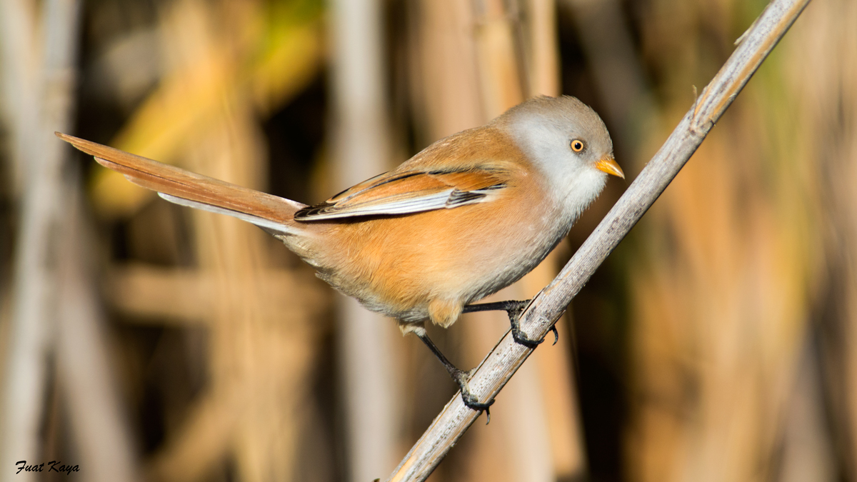 Bıyıklı baştankara