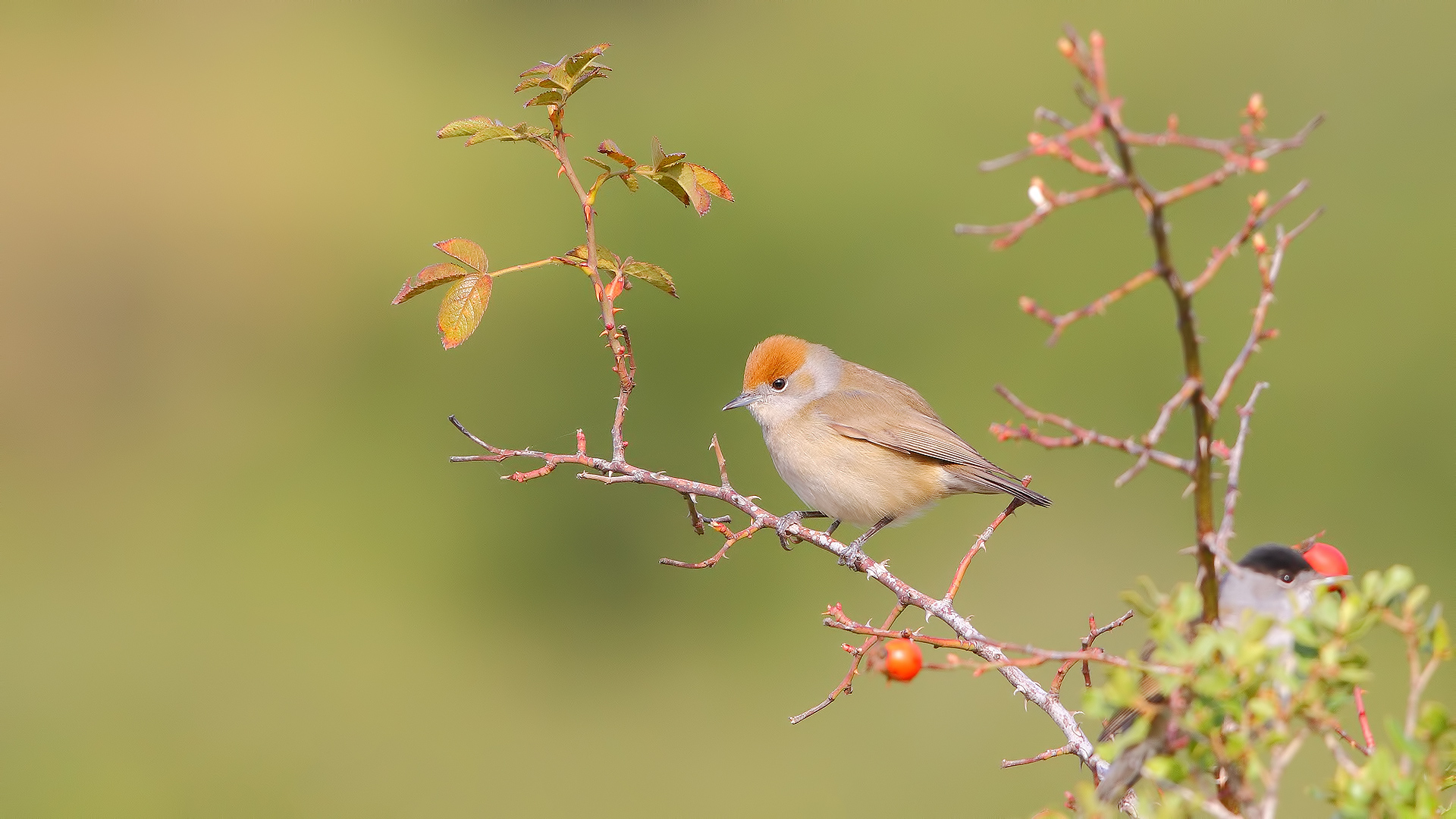 Karabaşlı ötleğen