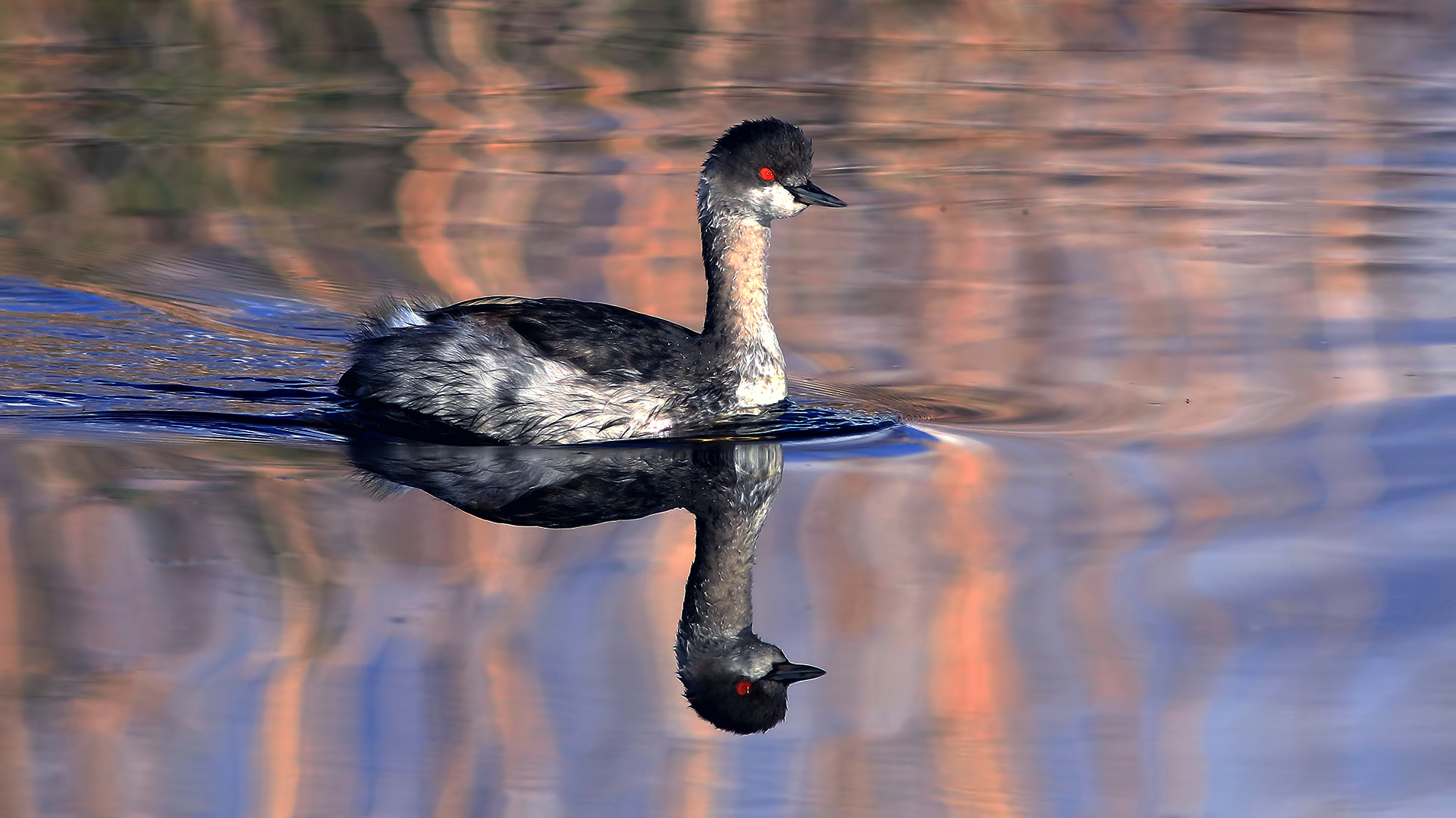 Karaboyunlu batağan