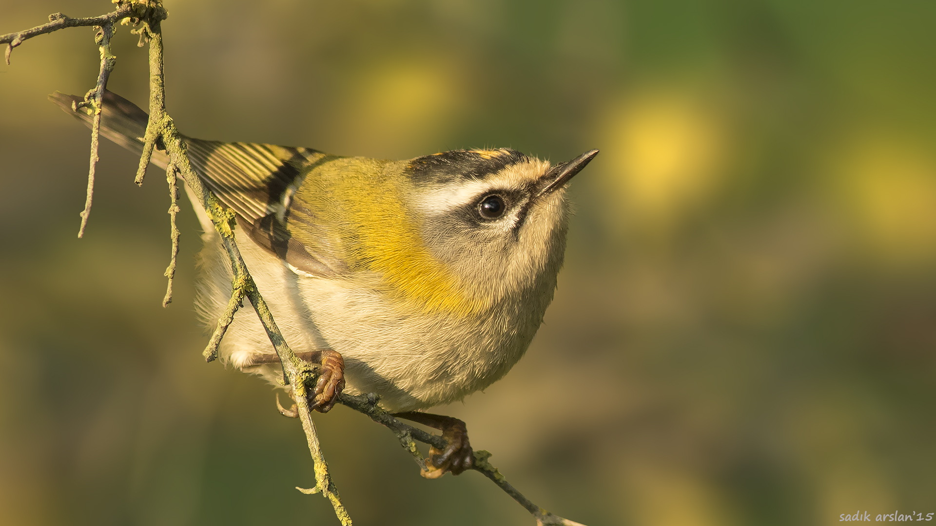 Sürmeli çalıkuşu
