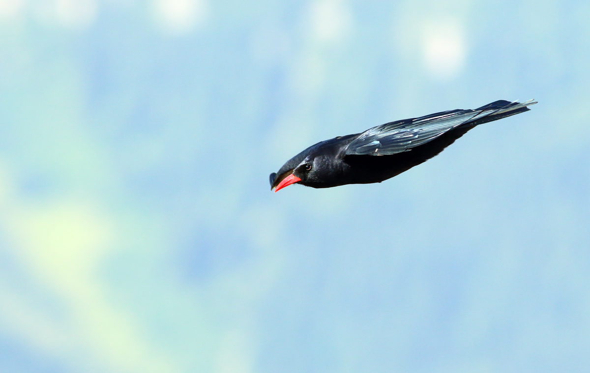 Kırmızıgagalı dağ kargası