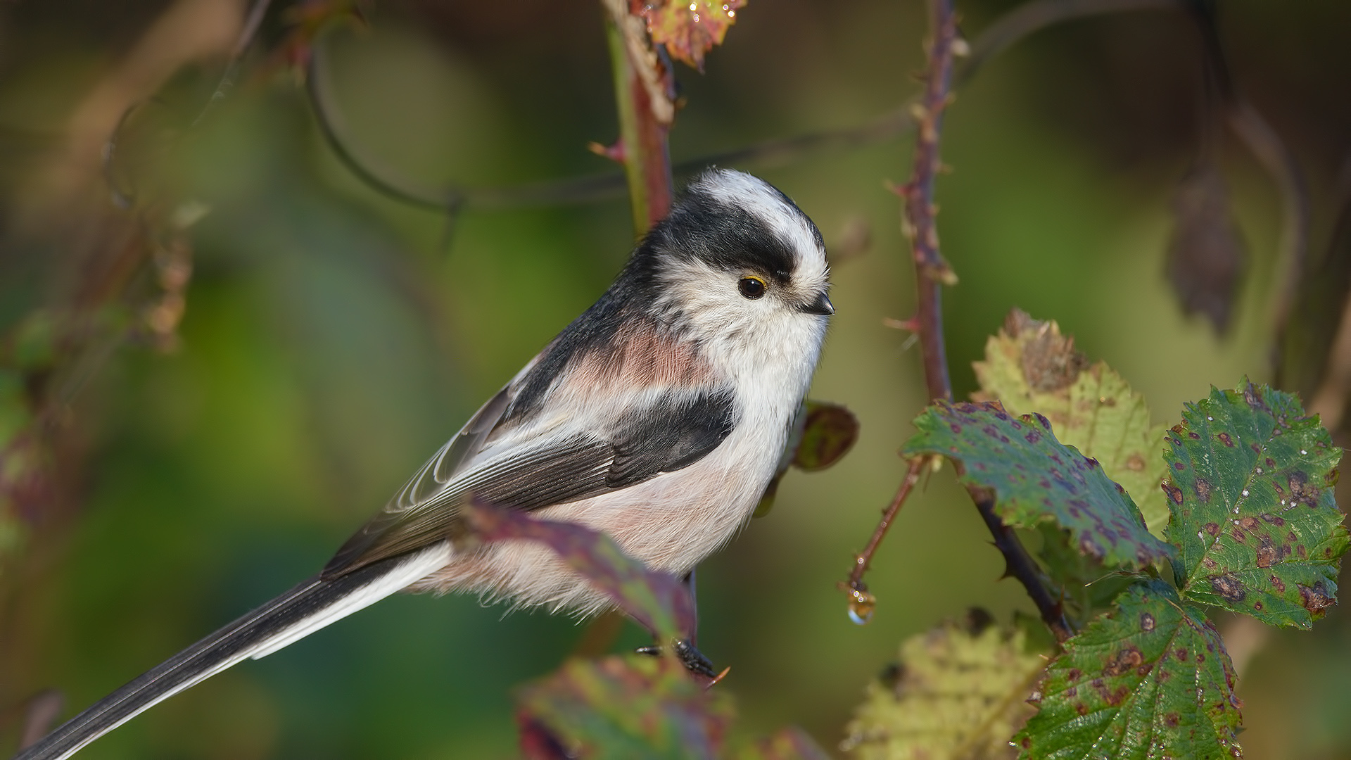 Uzunkuyruklu baştankara » Long-tailed Tit » Aegithalos caudatus