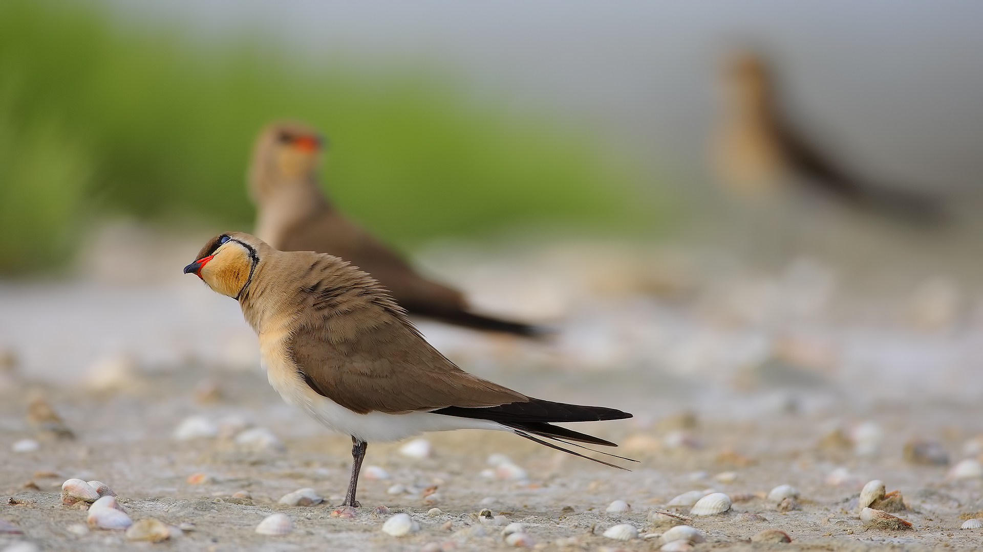 Bataklıkkırlangıcı
