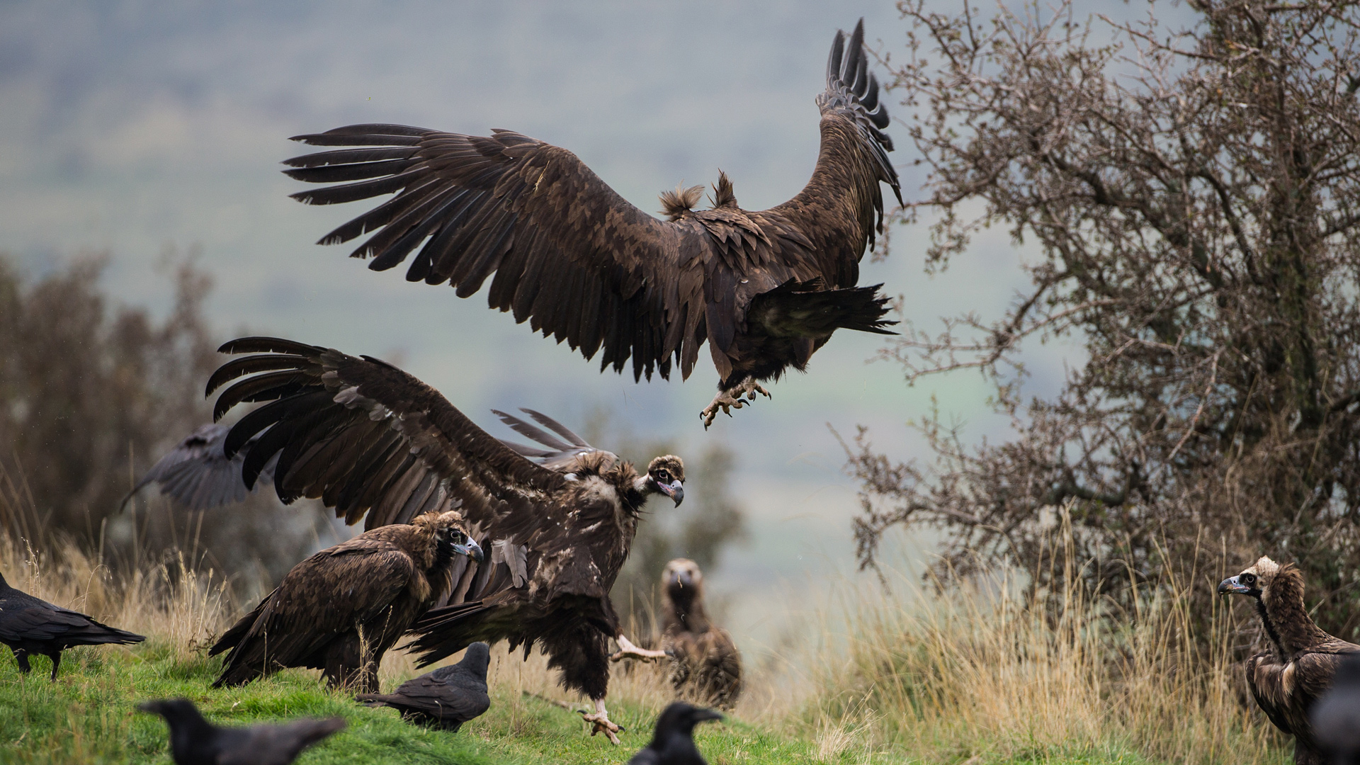 Kara akbaba » Cinereous Vulture » Aegypius monachus