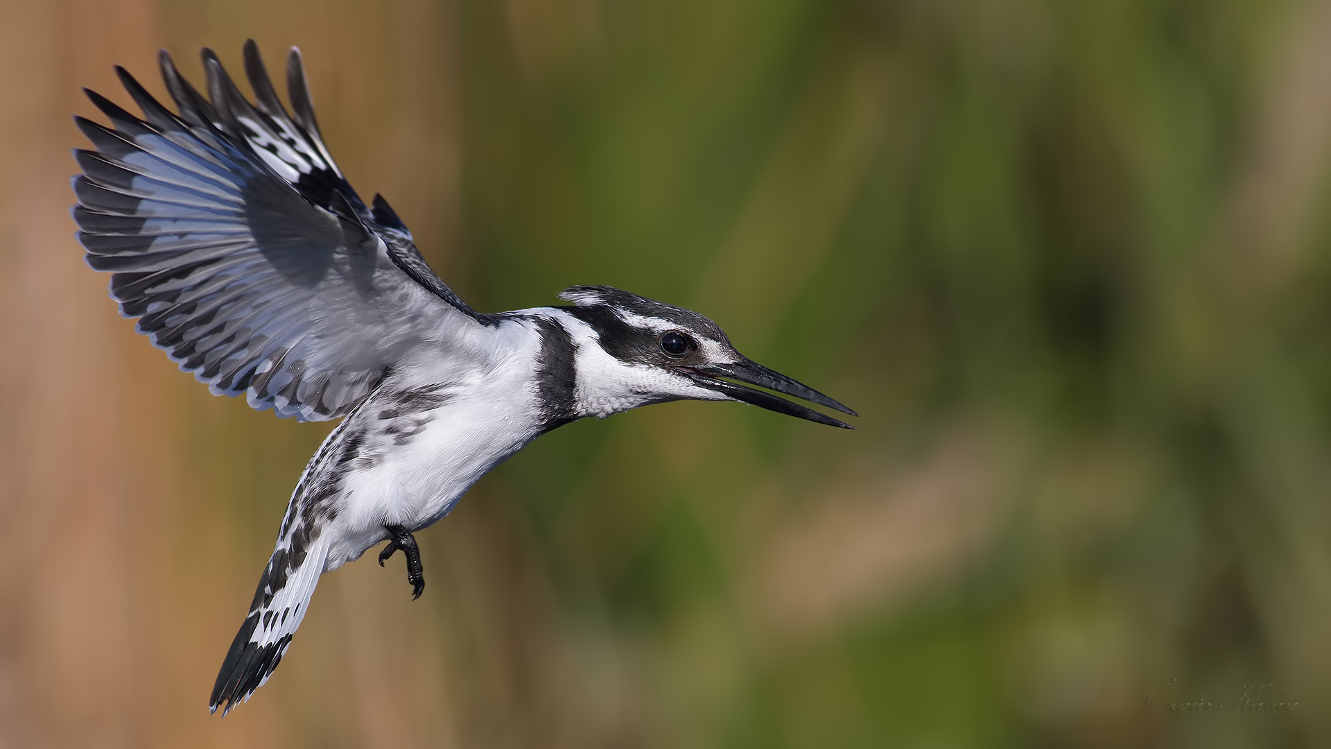 Alaca yalıçapkını